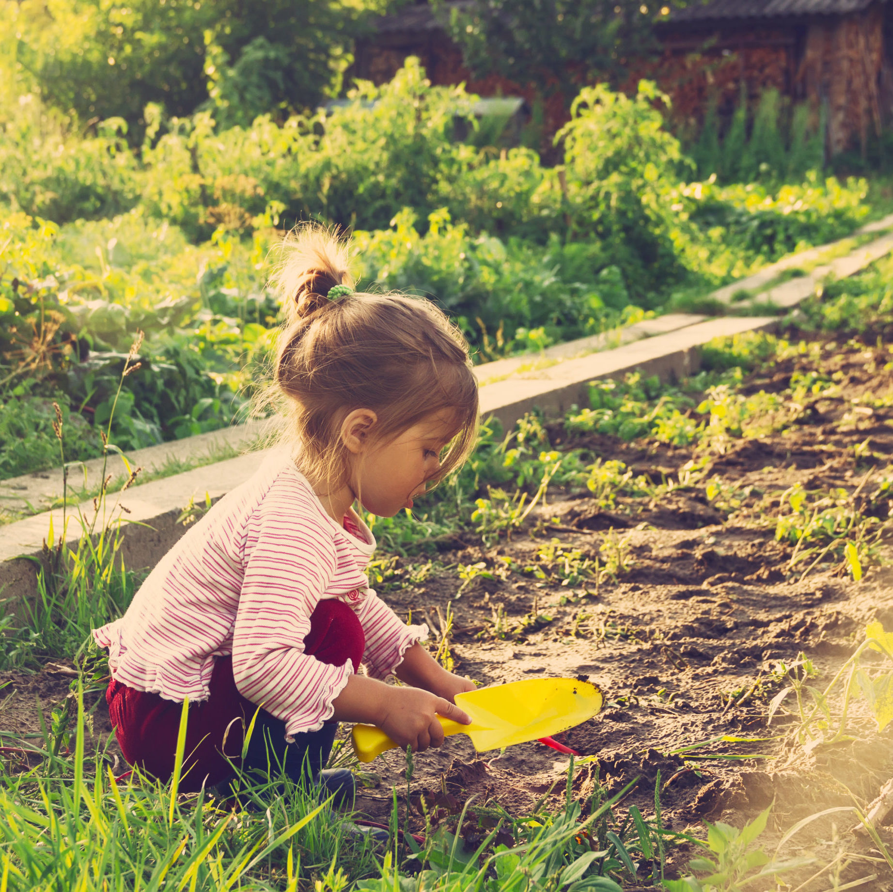 girl picking carrots in autumn