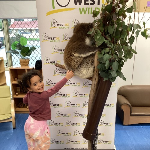 A child pets a koala at Buggles Beckenham